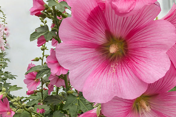 Malwy - Alcea