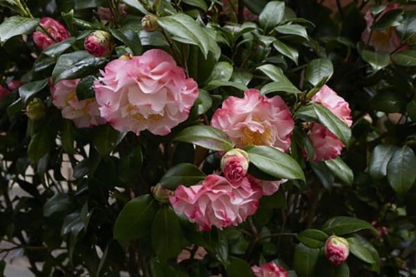 Roślina doniczkowa - kamelia (camellia japonica)