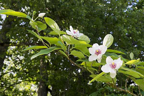 Liście i kwiaty magnolii Siebolda