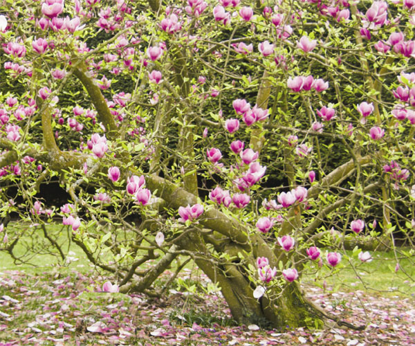 Magnolia w ogrodzie