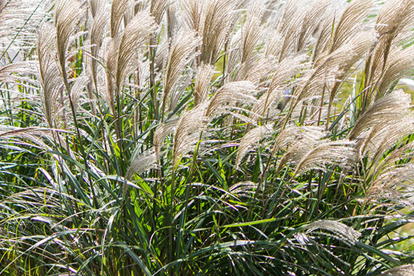Miskant chiński - Miscanthus sinensis