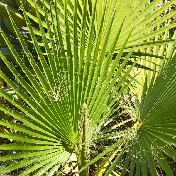 Palma Washingtonia filifera