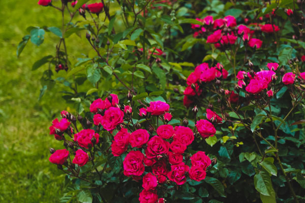 Różowe róże rabatowe