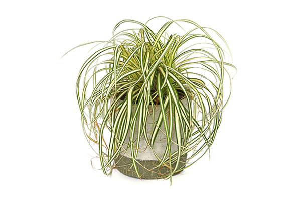 Turzyce - Carex oshimensis