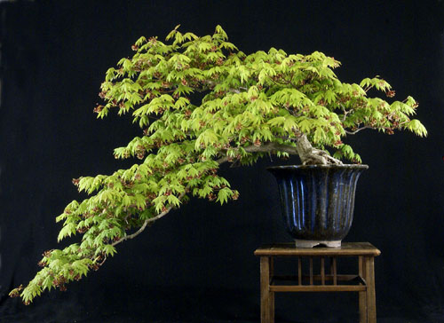 Drzewko bonsai - styl kaskadowy