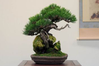 Drzewko bonsai - styl krajobrazowy