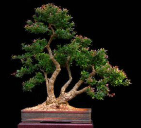Drzewko bonsai - styl literacki