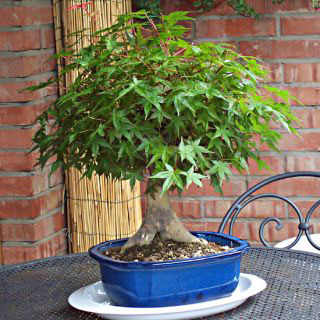 Drzewko bonsai - styl miotlasty