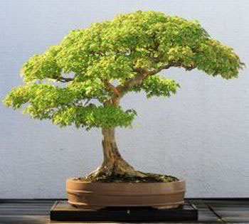 Drzewko bonsai - styl pochylony