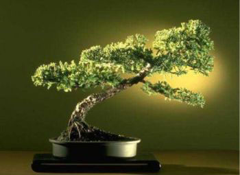 Drzewko bonsai - styl wiatr