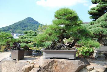 Drzewko bonsai - styl koci