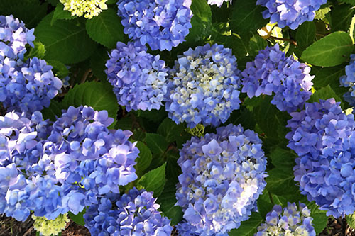 Niebieskie kwiaty Hortensji